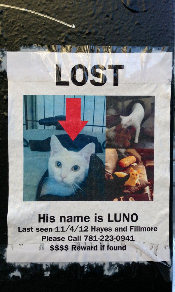 cat_Luno