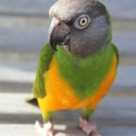 Lost Senegal Parrot Aki