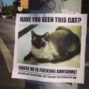 Cat—Not Lost, Just F*ing Awesome