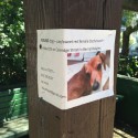 Today: Lost and Found Cat and Dog Bernal Heights