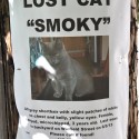 Lost Cat “Smoky”