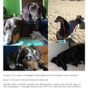 Long Beach Dachshunds Tucker and Kyra Likely in San Jose