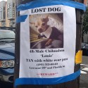 Another Lost Chihuahua in the Mission