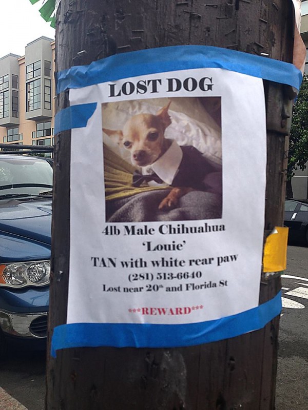 lost chihuahua in the mission