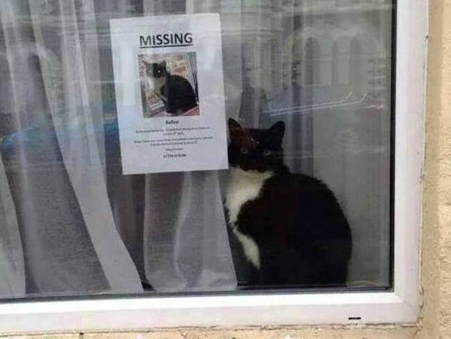 paris-chats-missing