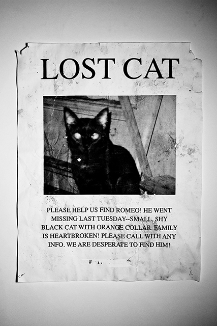 Losing cats. Lost Cat. Announcement Lost Cat. Эмблема Lost Cat. Кэт остаться в живых.