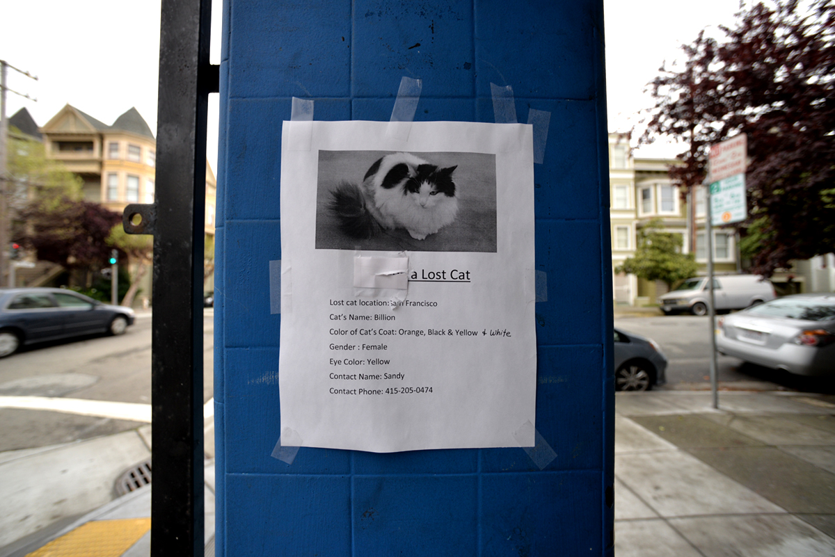 lost cat san francisco billion